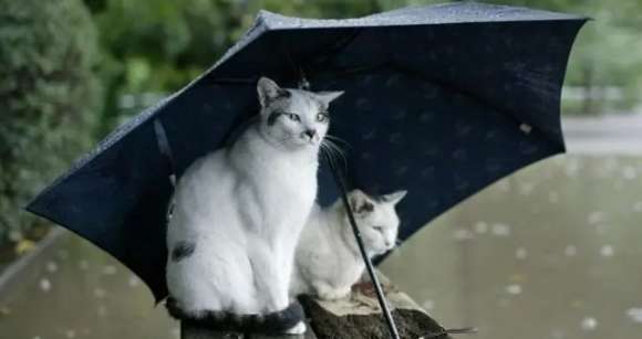 Why are cats afraid of umbrellas?