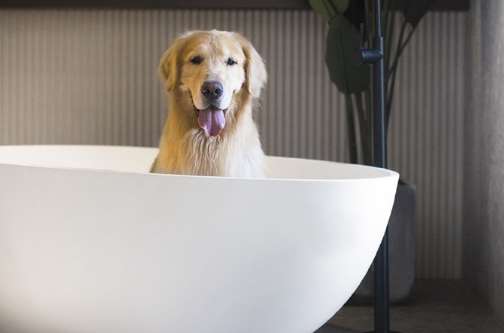 Why do dogs Dog squatting on the bathtub