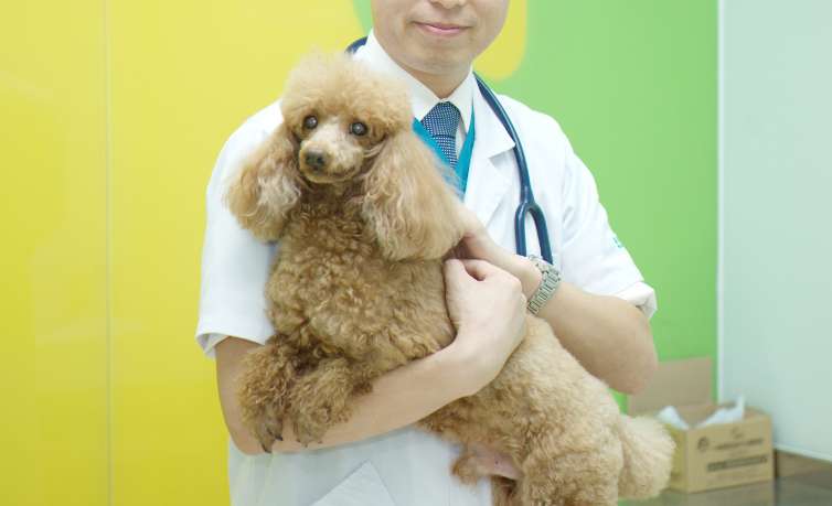 How does a pet doctor work?