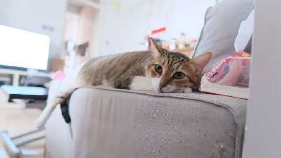 Why do cats like to sleep on the sofa?