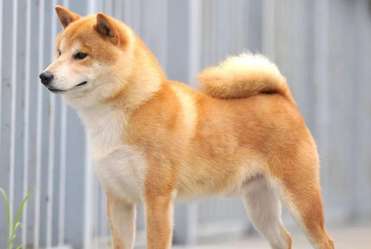 Why does the Shiba Inu like to attack dogs? Will like to attack dogs