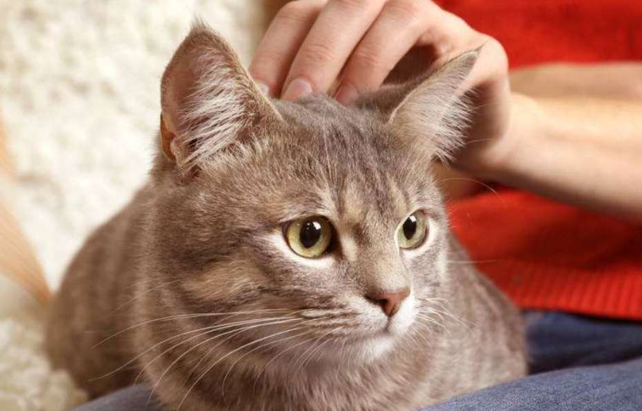 Why cats like to smell Humans