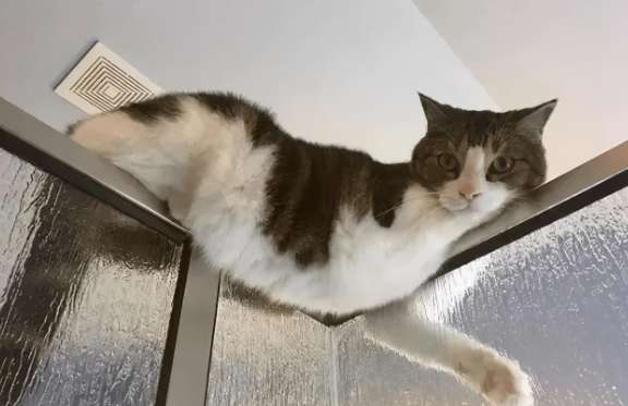 Why do cats like to look down from above?