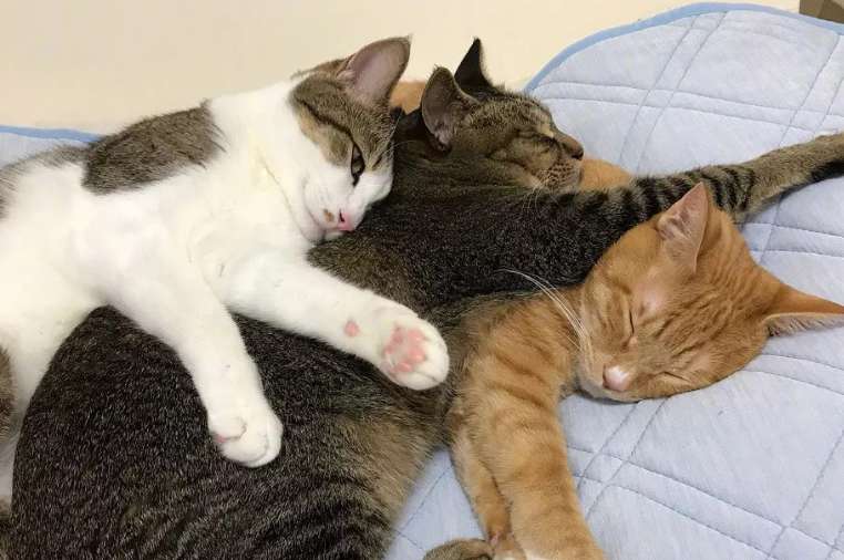 Why do cats like to sleep next to them?