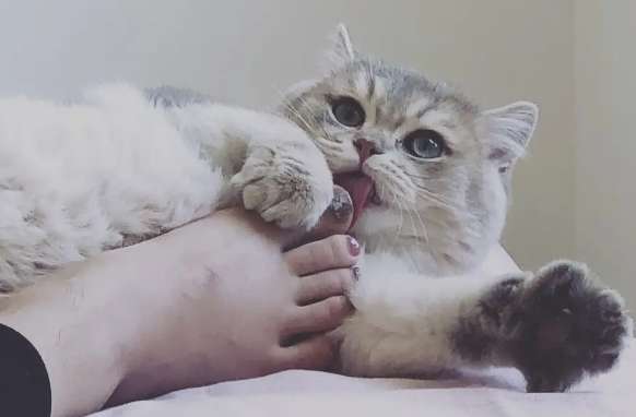 Why are people obsessed with cat feet