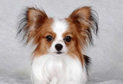 Shower gel brand suitable for Papillon dogs