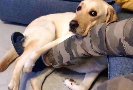 Why do dogs sit on their owners’ feet?