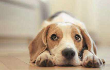 Why does a dog scratch the floor in anger?