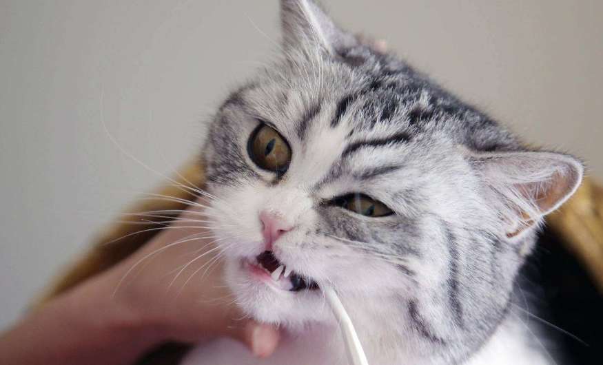 Why do cats need to save their teeth? Save