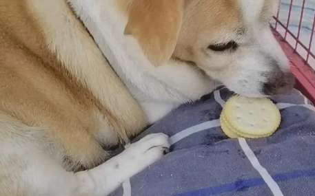 Why do dogs Like to eat biscuits