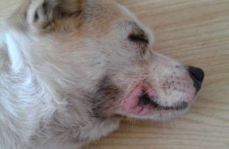 What causes a dog's mouth to be swollen?