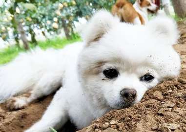 Why Dogs can survive in the soil