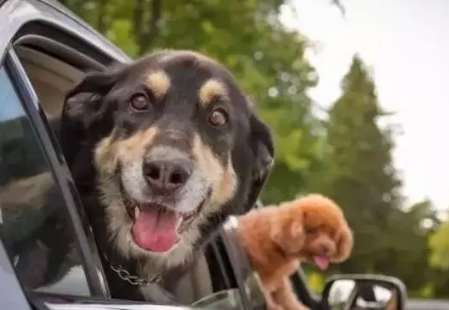 Why do dogs get excited when riding in a car?