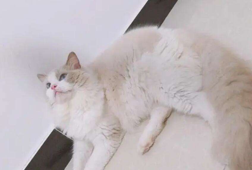 Pictures of Ragdoll cats and silver gradient mating