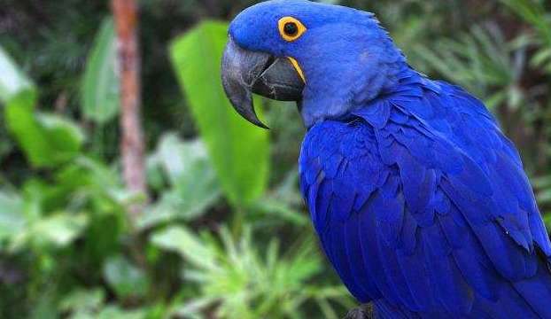 Purple and Blue Macaws Worth Hundreds of Thousands