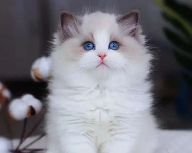 7 classification pictures of Ragdoll cats