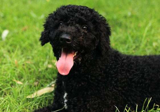  One-month-old picture of Portuguese Water Dog puppy characteristics