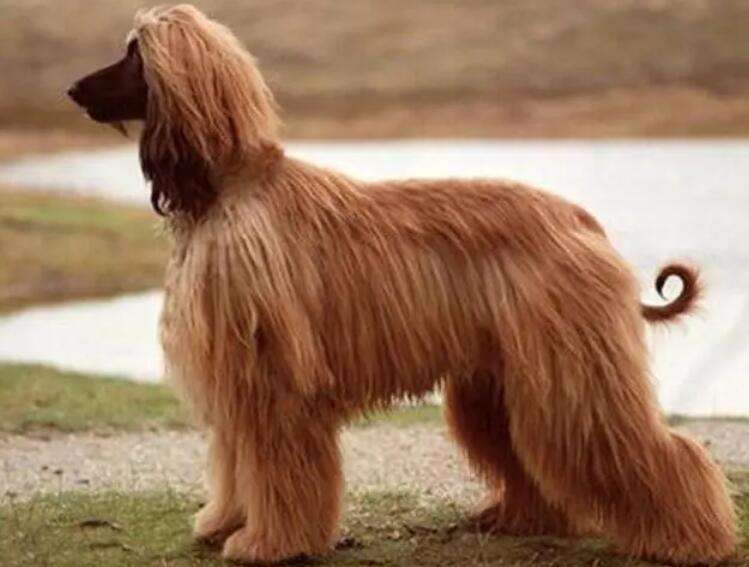 Afghan dog pictures, the most beautiful price