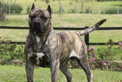 South African Mastiff Which one is more powerful than Canary?