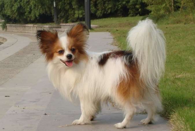 Pictures of Chuanchuan, a Papillon dog, when they grow up