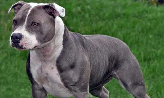 The most beautiful Staffordshire dog pictures