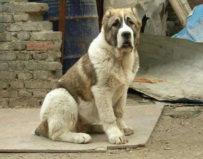 Purebred Central Asian Shepherd Dog Price Pictures