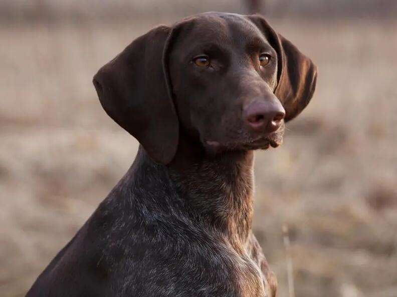 How do you look at the cold nose of a hunting dog?