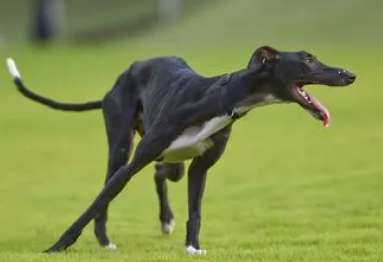 The Differences Between Greyhound and Whippet Greyhounds