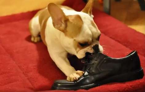 Why do dogs like to pick up shoes?