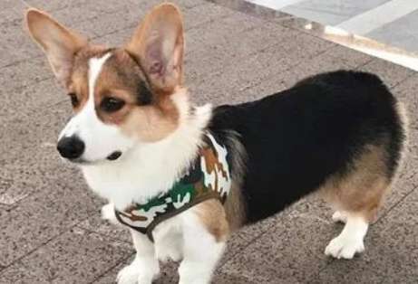 Why do Corgis bump into faces