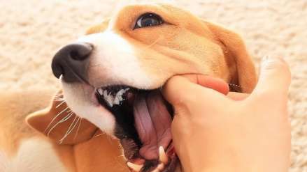 Why your dog wants to bite you when you pet it