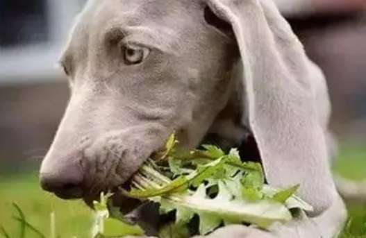 Can dogs eat dried tea leaves?