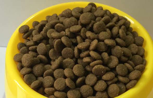 How to make delicious dog food from pure cat food