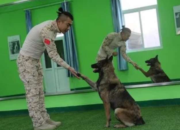 Which dog trainer training school in Xi'an is better?