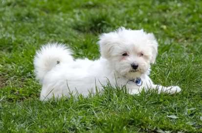 Why do Bichon Frize dogs eat grass?