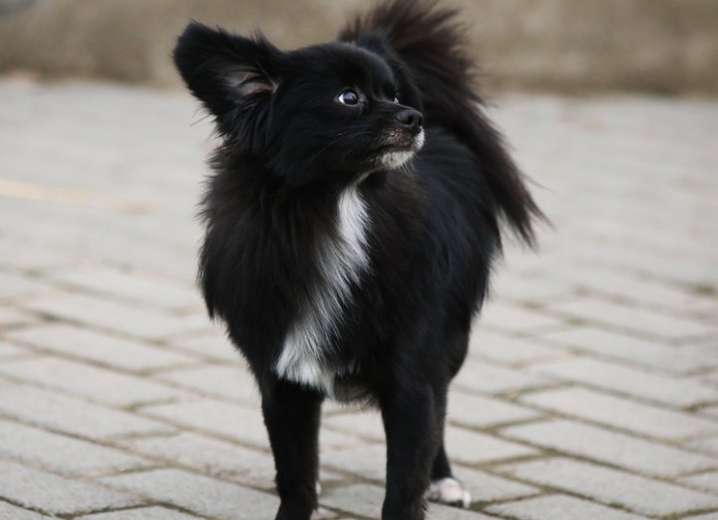 Papillon black puppy pictures