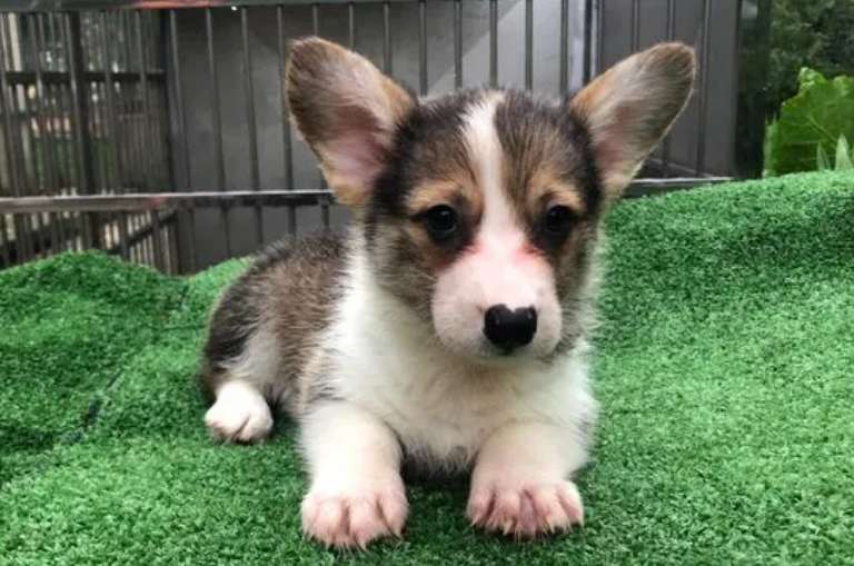 Three-color Corgi pictures as a child