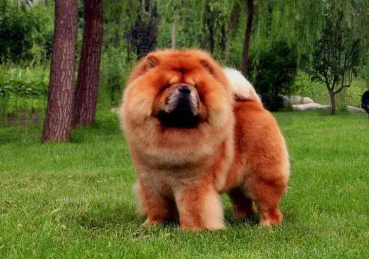 Complete picture and price of Chow Chow dog