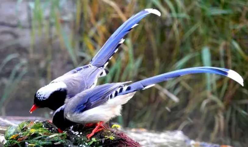Red-billed blue magpie talking video