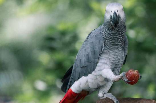 Gray parrot ban will be lifted soon in 2023
