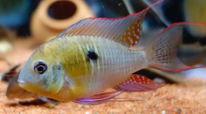 Bolivian Phoenix fish is slightly acidic