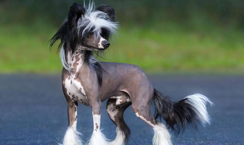 Where to buy pictures of authentic pedigree crested dogs