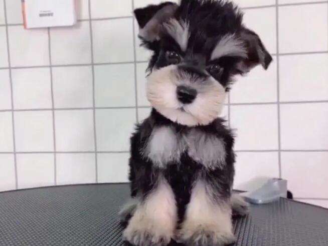 Schnauzer bought for more than 300 on Pinduoduo