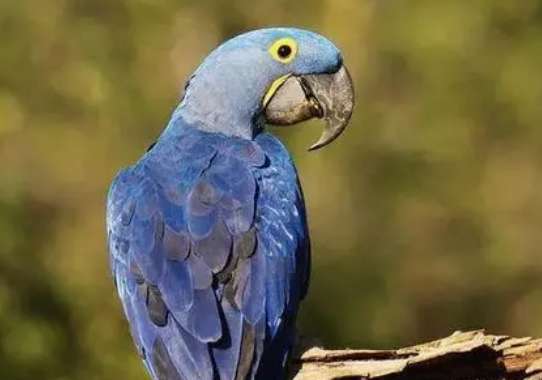 Purple and blue macaw is the cheapest