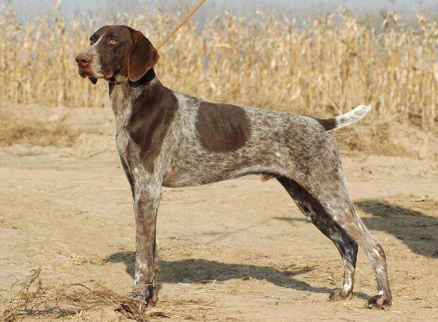 Pictures of British Pointer Terriers