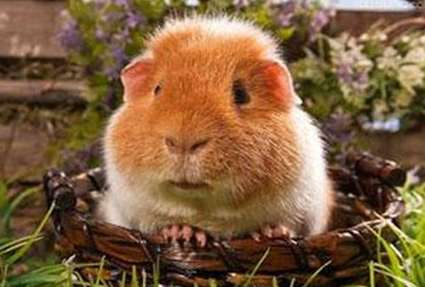 How much does a teddy bear guinea pig cost?