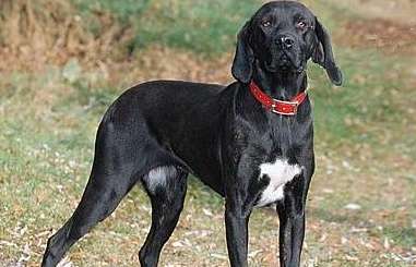 Authentic imported Plott hound Introduction to the Plott Hound