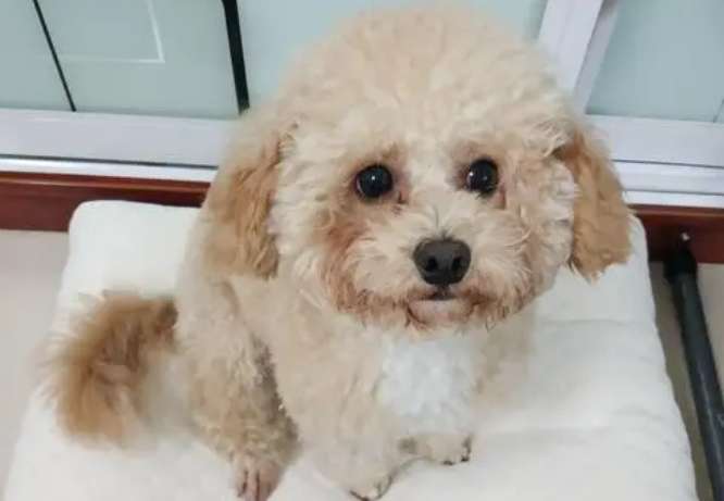 Bichon Frize and Teddy Crossbreed dog pictures