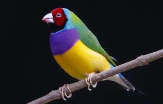 Colorful Munia Hybrid Picture