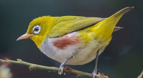 A real fine red-ribbed white-eye bird